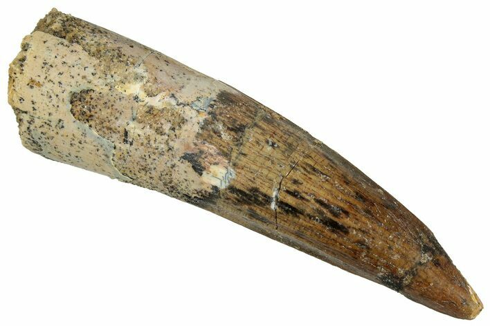 Fossil Spinosaurus Tooth - Real Dinosaur Tooth #324864